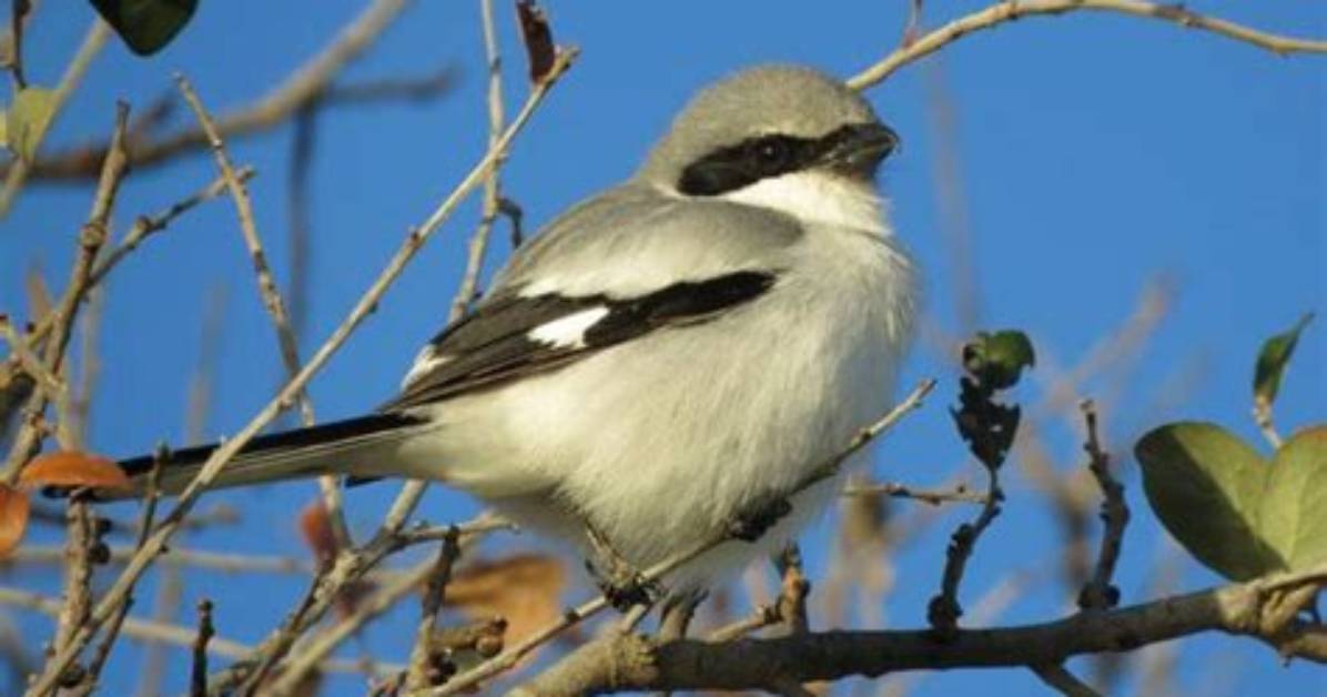Are Loggerhead Shrikes Endangered?