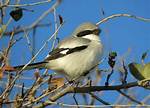 Are Loggerhead Shrikes Endangered?