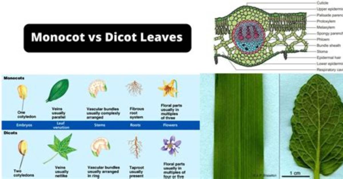 Are Malvaceae Dicot or Monocot?