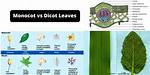 Are Malvaceae Dicot or Monocot?