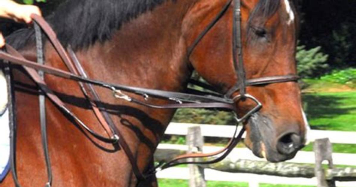Are Martingales Allowed in Dressage?