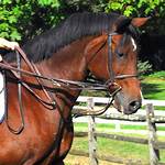 Are Martingales Allowed in Dressage?