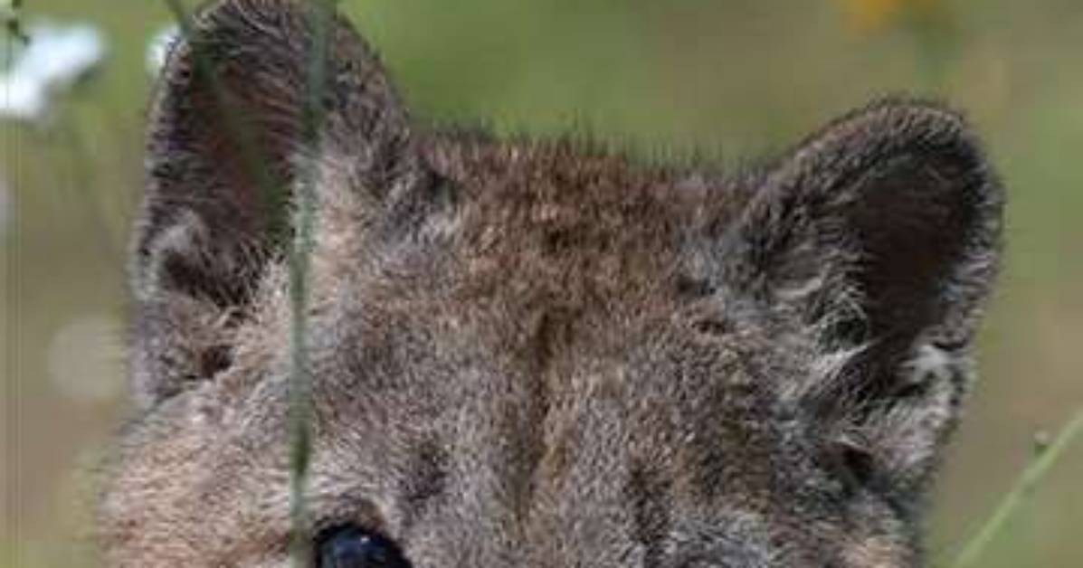 Are Mountain Lions Big Cats?