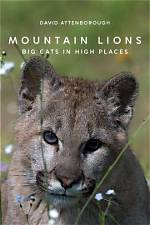 Are Mountain Lions Big Cats?