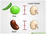 Are Normal Lymph Nodes Pea-Sized?