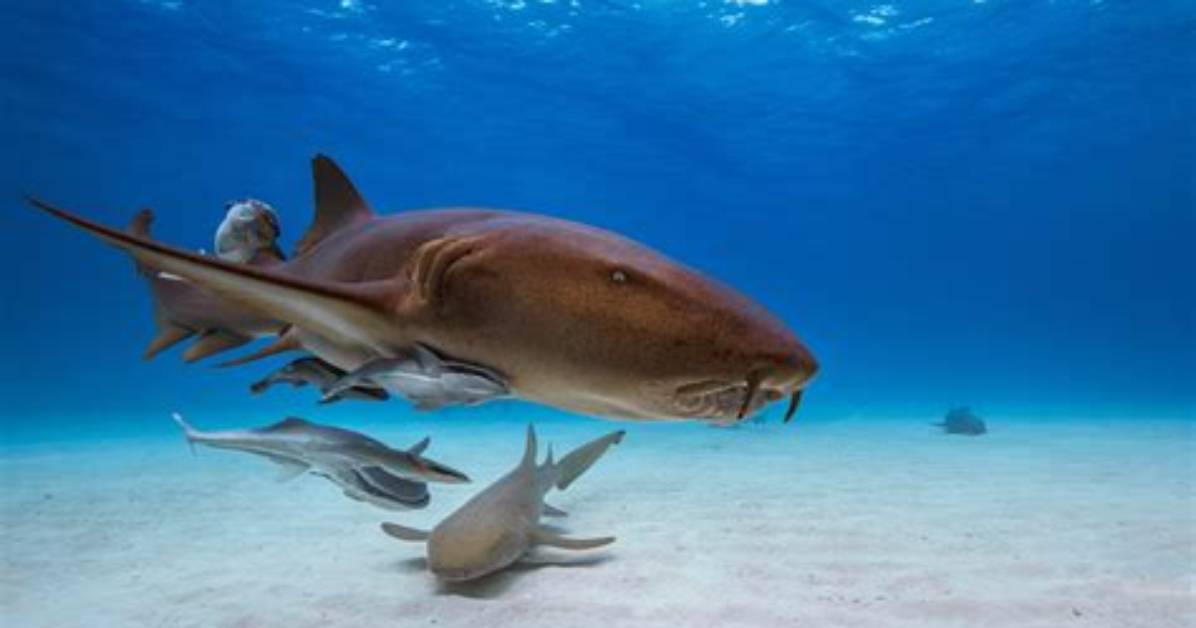 Are Nurse Sharks Dangerous?