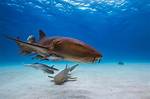 Are Nurse Sharks Dangerous?