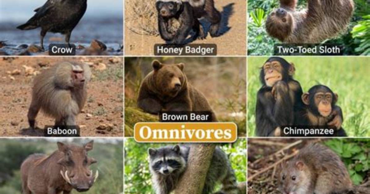 Are Omnivores Healthier
