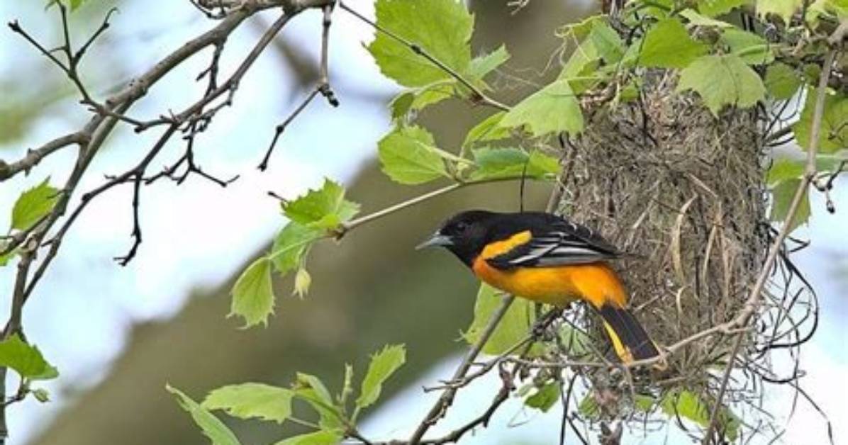 Are Orioles in Michigan Yet?