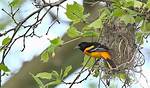Are Orioles in Michigan Yet?