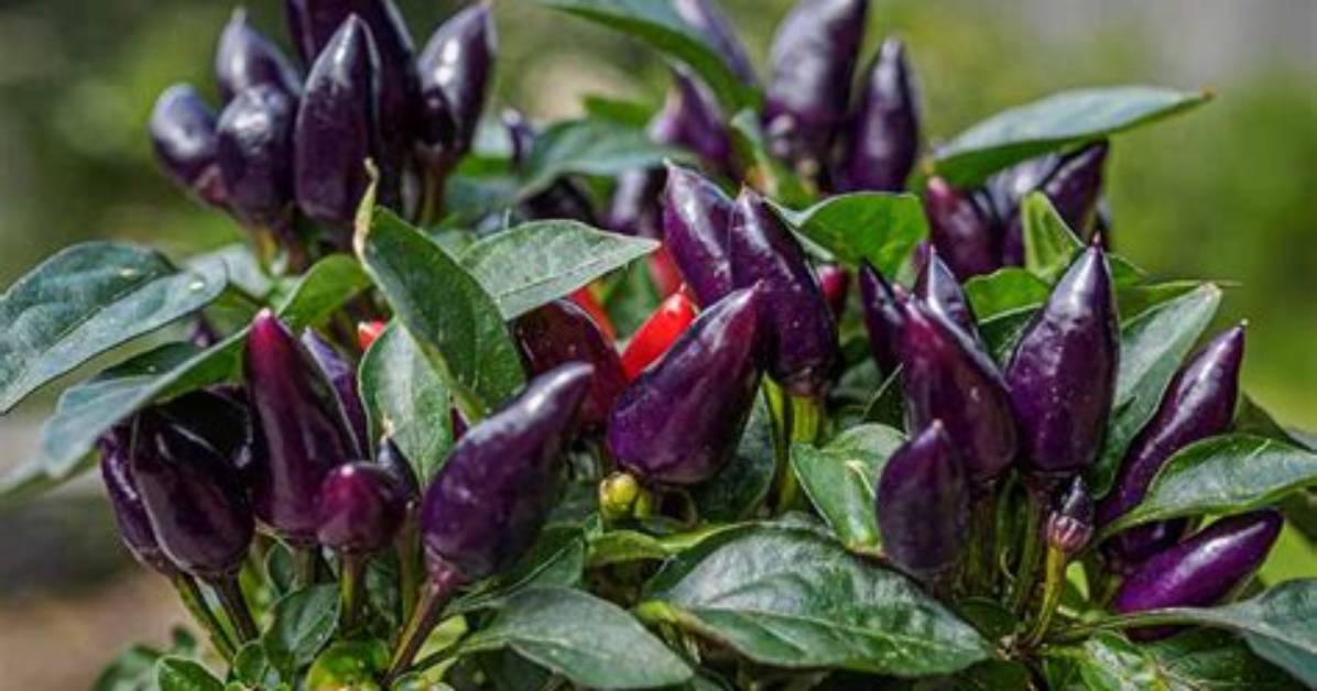Are Ornamental Peppers Poisonous?