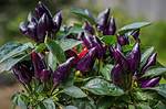 Are Ornamental Peppers Poisonous?