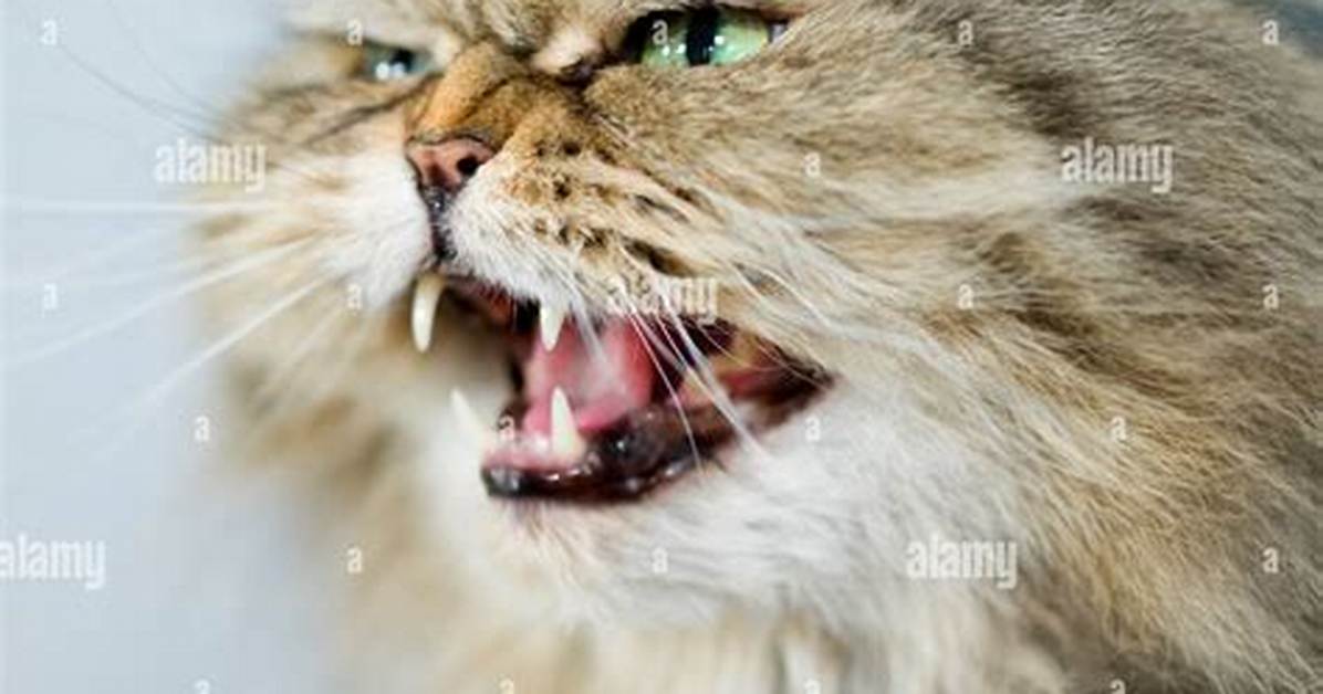 Are Persian Cats Aggressive?