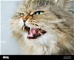 Are Persian Cats Aggressive?