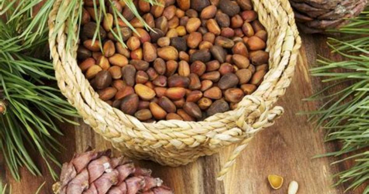 Are Pine Nuts Tree Nuts?