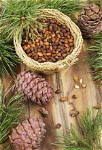 Are Pine Nuts Tree Nuts?