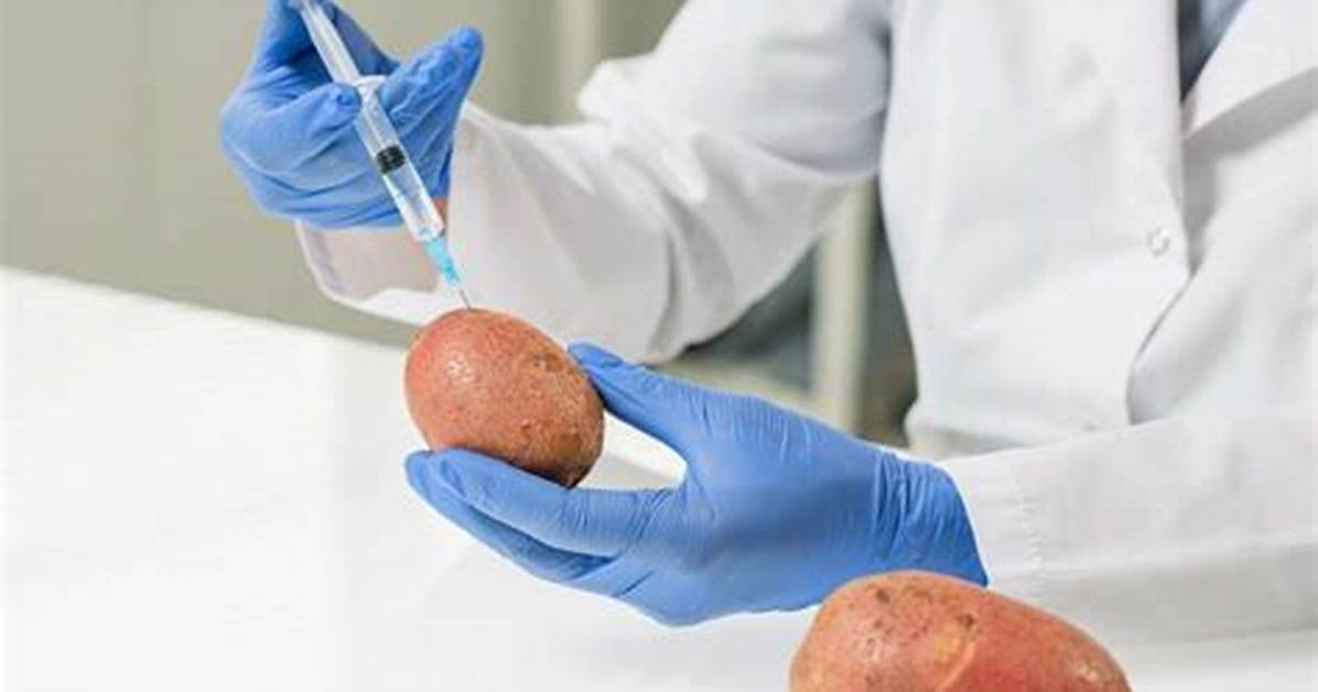 Are Potatoes Man-Made?