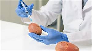 Are Potatoes Man-Made?