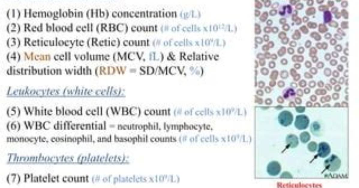 Are Reticulocytes Included in a Cbc?