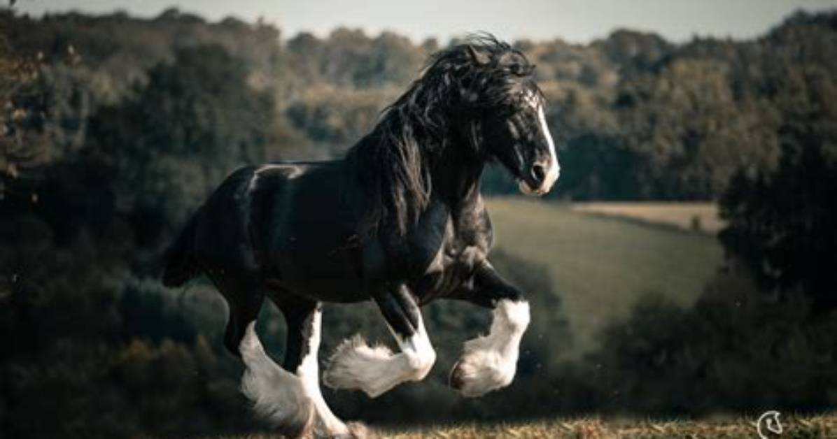 Are Shire Horses Protected?