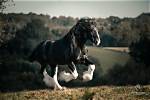 Are Shire Horses Protected?