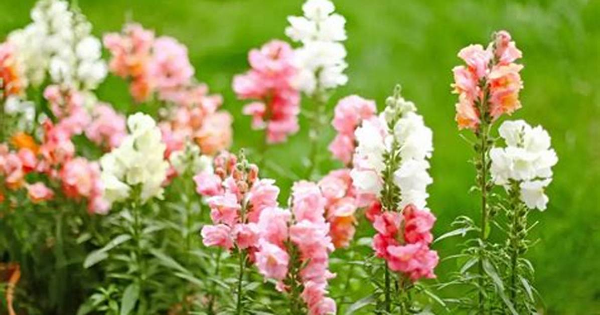 Are Snapdragons Deer Proof?