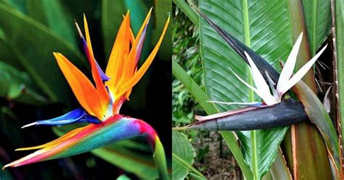 Are Strelitzia Nicolai Poisonous to Dogs?