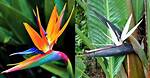 Are Strelitzia Nicolai Poisonous to Dogs?