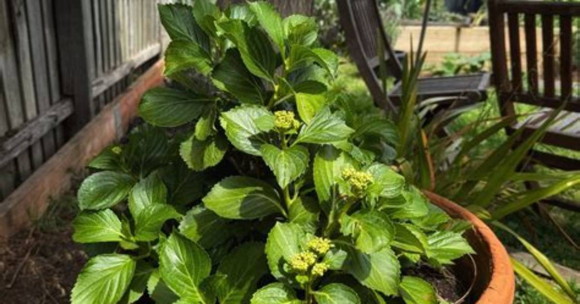 Are Tea Leaves Good for Hydrangeas?