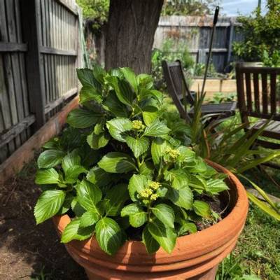 Are Tea Leaves Good for Hydrangeas?