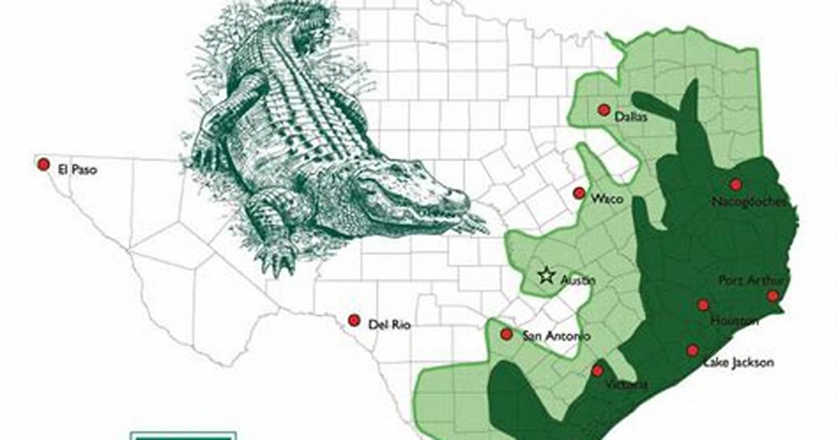 Are There Alligators in Texas?