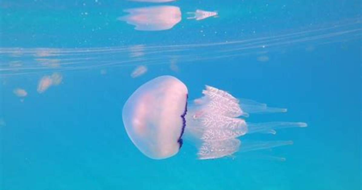 Are There Jellyfish in Winter?
