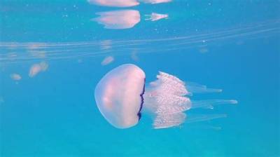 Are There Jellyfish in Winter?