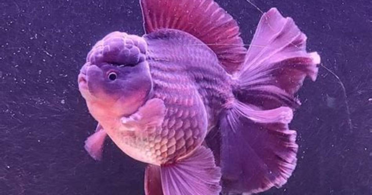 Are There Purple Goldfish?