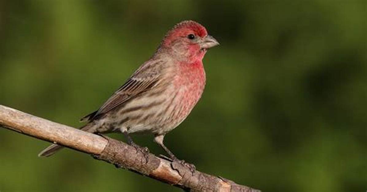 Are There Red Finches?