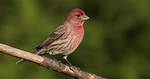 Are There Red Finches?