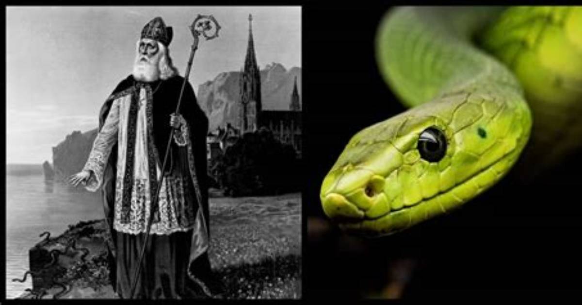 Are There Snakes in Ireland?