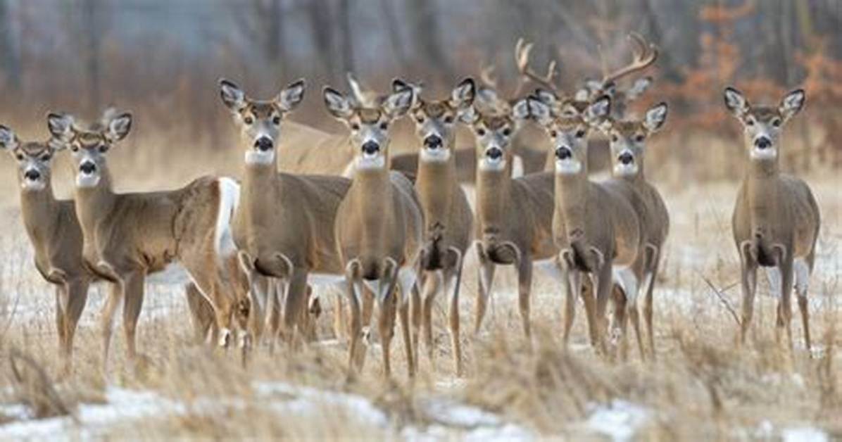 Are There Too Many Deer in Pa?
