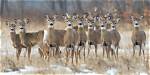 Are There Too Many Deer in Pa?