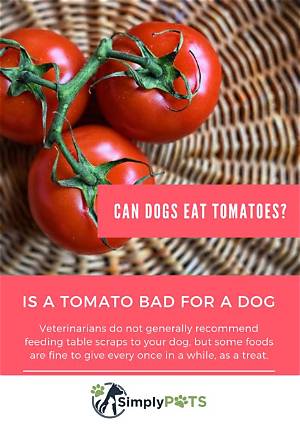 Are Tomatoes Ok for Dogs? Exploring the Safety and Benefits