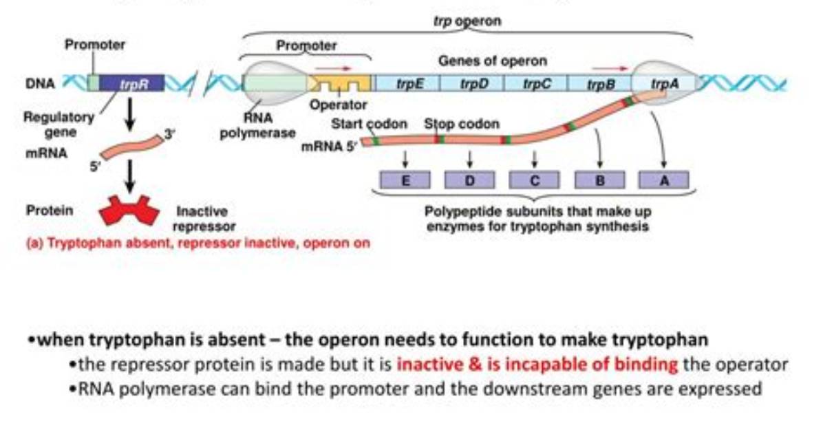 Are Trp Operon Inducible or Repressible?
