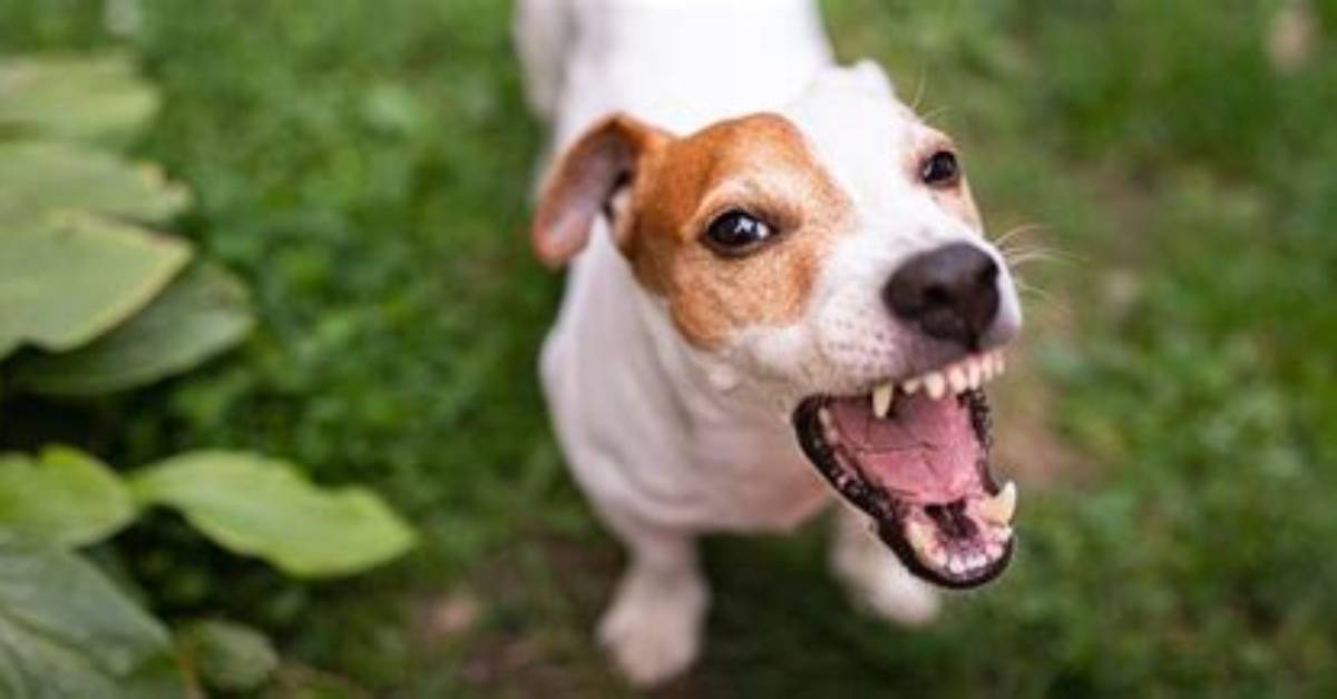 Are Unneutered Dogs Aggressive?