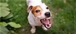 Are Unneutered Dogs Aggressive?