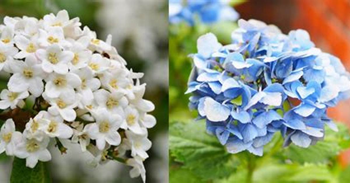 Are Viburnum and Hydrangea Related?