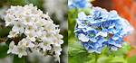 Are Viburnum and Hydrangea Related?