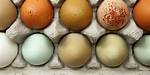 Are White Eggs Bleached?