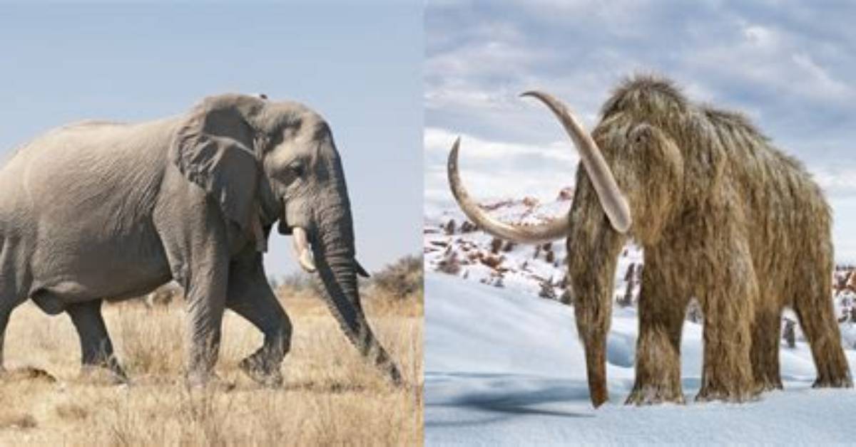 Are Woolly Mammoths Related to Elephants?