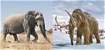 Are Woolly Mammoths Related to Elephants?