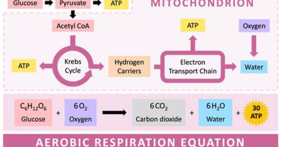At Are the Products of Aerobic Respiration?