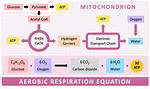 At Are the Products of Aerobic Respiration?